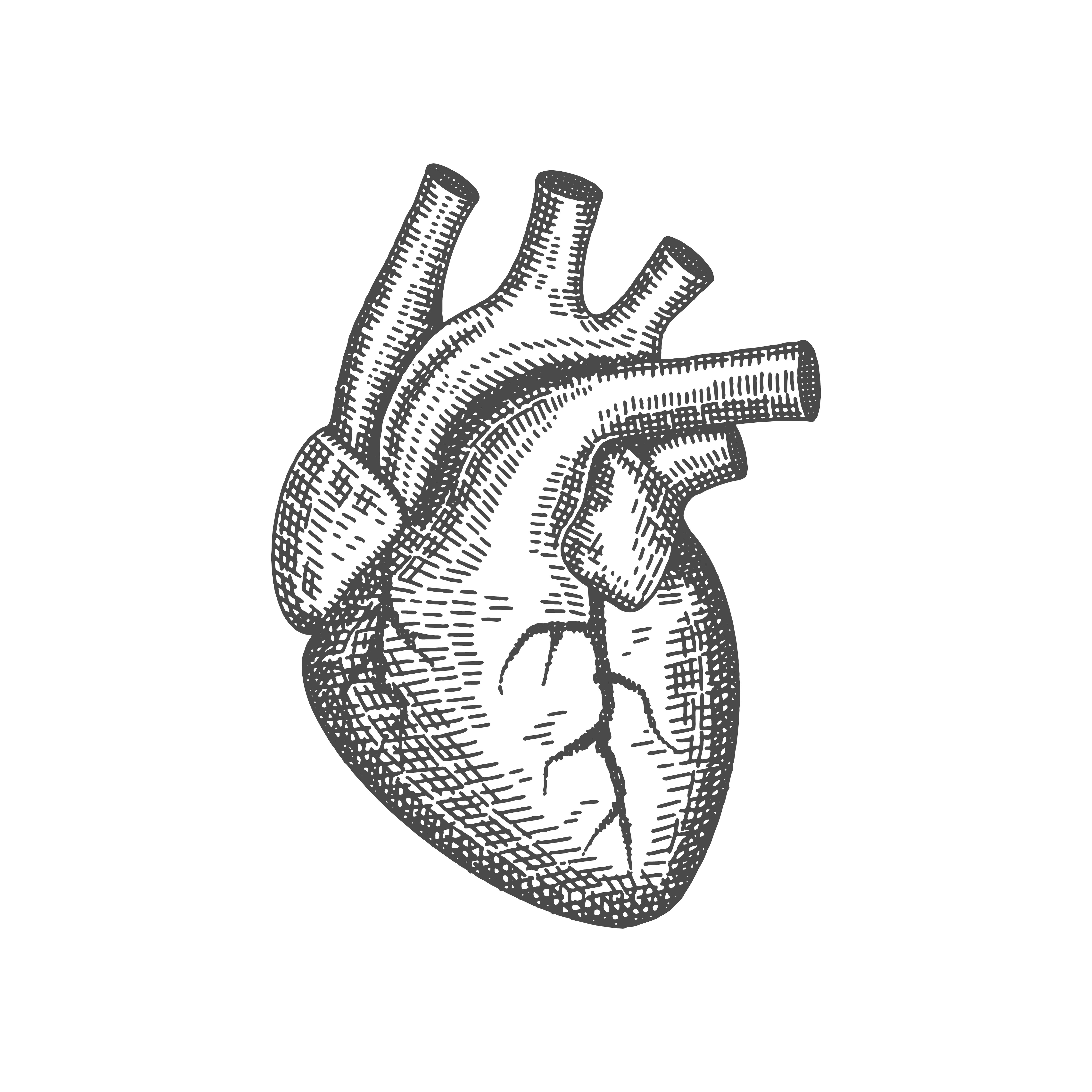 Heart Model
